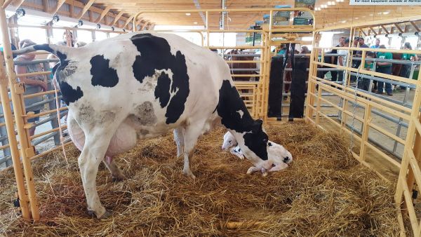 2016-fair-calf-born1