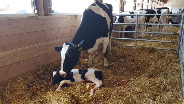 2016-fair-calf-born2