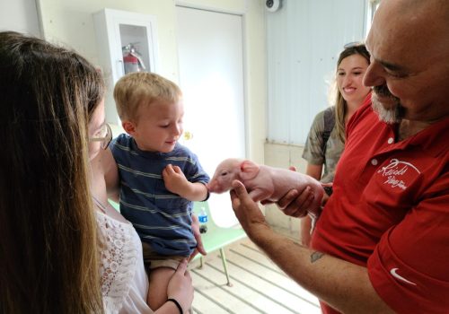 2021 Fair baby pig and child