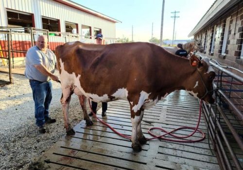 2021-fair-livestock-big-red-dairy