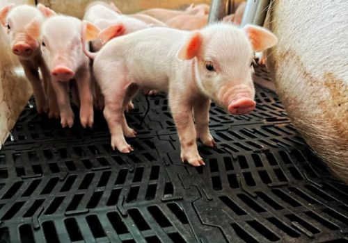 2023 Fair Reicks View farrowing 2