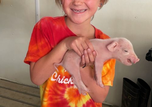 2023 Fair Reicks View farrowing 5
