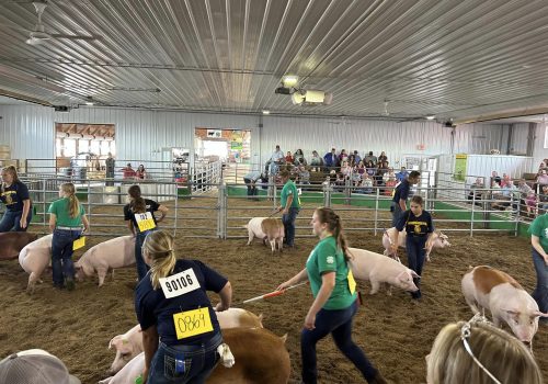 2023 Fair swine show